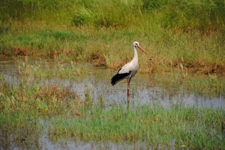 Taşağıl'da göçmen kuşların yuvaları korumaya alındı