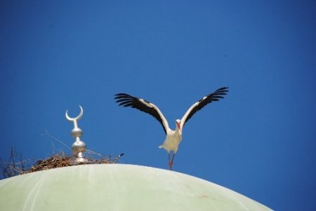 Taşağıl'da göçmen kuşların yuvaları korumaya alındı