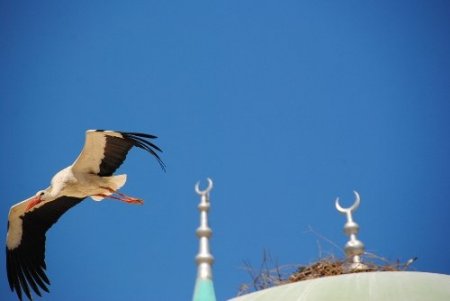 Taşağıl'da göçmen kuşların yuvaları korumaya alındı