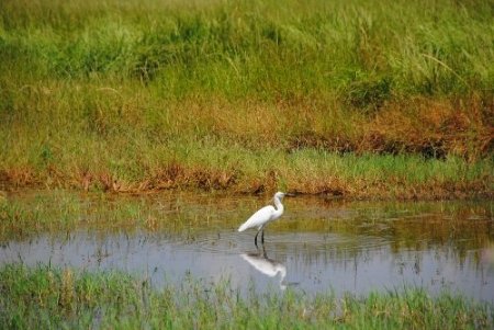Taşağıl'da göçmen kuşların yuvaları korumaya alındı