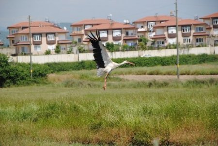 Taşağıl'da göçmen kuşların yuvaları korumaya alındı