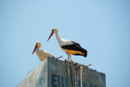 Taşağıl'da göçmen kuşların yuvaları korumaya alındı