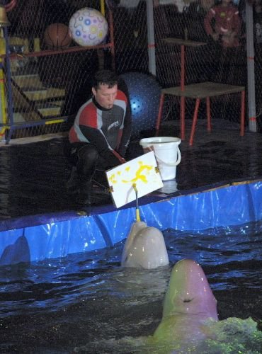 Taşkent'te Büyük Beğeni Gören Beyaz Yunuslardan Biri Öldü