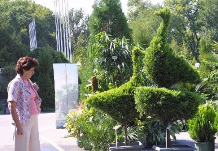 Taşkent'te Sergilenen Süs Ağaçları Göz Kamaştırıyor