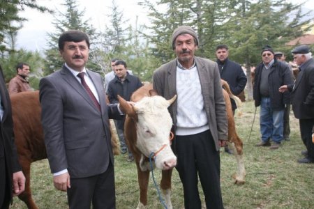 Taşova'da 60 Aileye Gebe Düve Dağıtımı Yapıldı