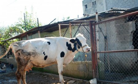 Tatarcık sineğinden hasta olan mahalleli hayvan sahiplerinden şikayetçi