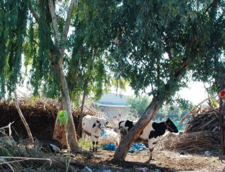 Tatarcık sineğinden hasta olan mahalleli hayvan sahiplerinden şikayetçi