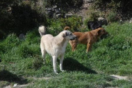 Tatilde hevesle alınan hayvanların çoğu terkediliyor