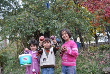 Tatvan’da kışlık elma hasadı başladı