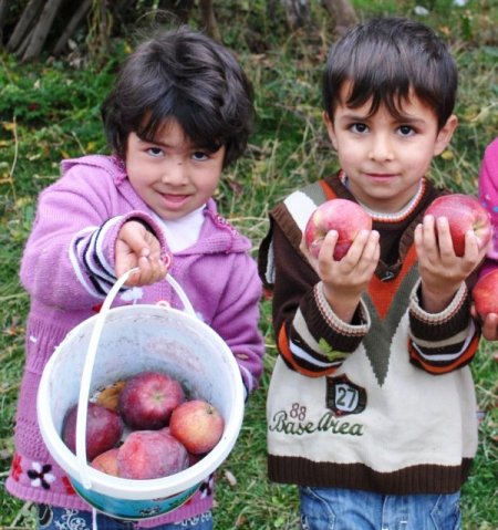 Tatvan’da kışlık elma hasadı başladı