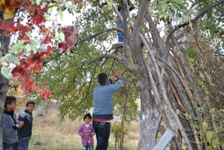 Tatvan’da kışlık elma hasadı başladı
