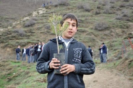 Tatvan’da Kutlu Doğum adına 571 ağaç toprakla buluştu