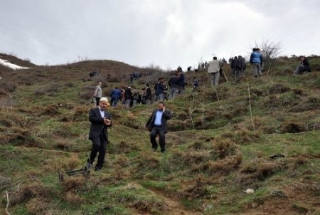 Tatvan’da Kutlu Doğum adına 571 ağaç toprakla buluştu