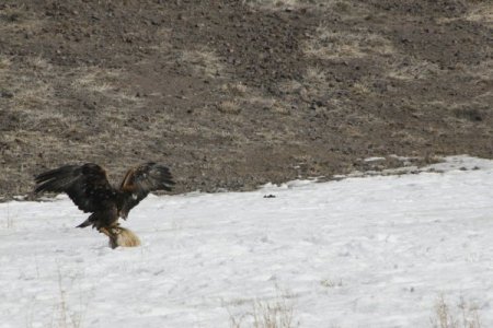 Tavşan ve tilkilerin korkulu rüyası avcı kartallar nefes kesti