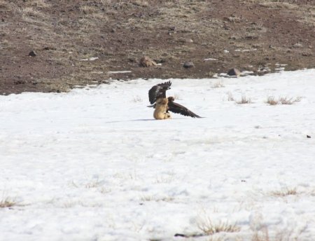 Tavşan ve tilkilerin korkulu rüyası avcı kartallar nefes kesti