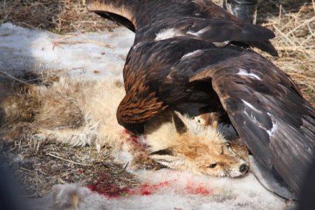 Tavşan ve tilkilerin korkulu rüyası avcı kartallar nefes kesti