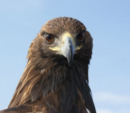 Tavşan ve tilkilerin korkulu rüyası avcı kartallar nefes kesti