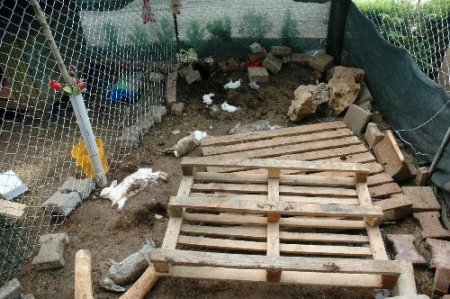 'Tavşanları köpeklere parçalattılar' iddiası