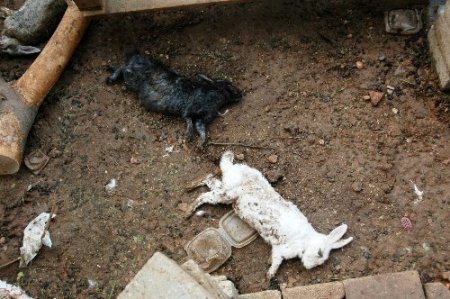 'Tavşanları köpeklere parçalattılar' iddiası