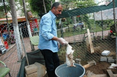 'Tavşanları köpeklere parçalattılar' iddiası