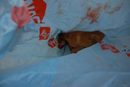 'Tavuklarımı yedi' bahanesiyle yavru köpeğin boğazını kesti