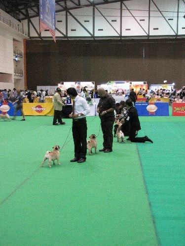 Tayland Uluslararası Köpek Bakım Ürünleri Fuarı'na, Thy Damgasını Vurdu