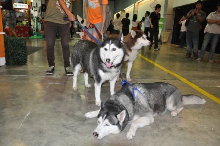 Tayland'daki Köpek Fuarı İlginç Görüntülere Sahne Oldu