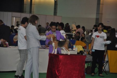 Tayland'daki Köpek Fuarı İlginç Görüntülere Sahne Oldu