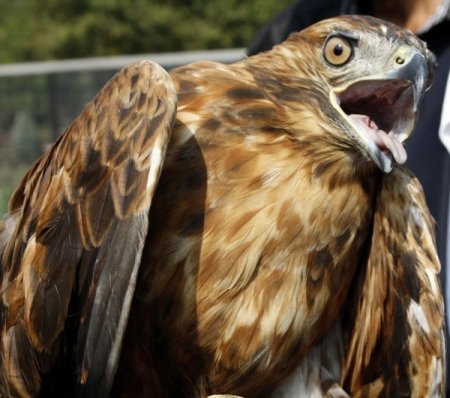 Tedavi edilen şahinler ‘Hayvanları Koruma Günü’nde özgür bırakıldı