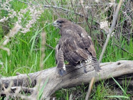 Tedavileri tamamlanan şahinler doğaya salındı