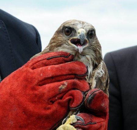 Tedavileri tamamlanan şahinler doğaya salındı
