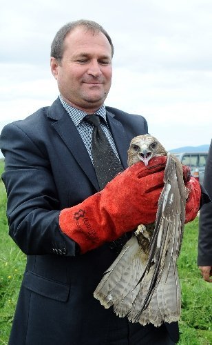 Tedavileri tamamlanan şahinler doğaya salındı