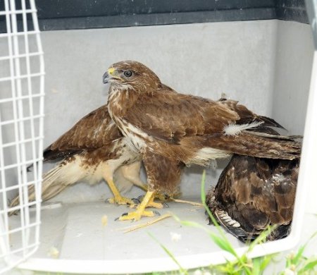 Tedavileri tamamlanan şahinler doğaya salındı