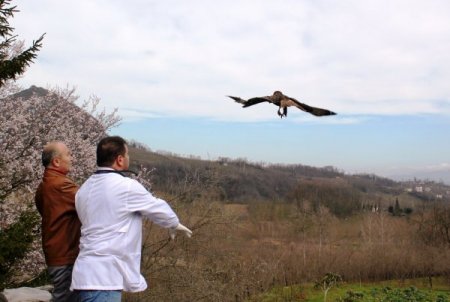 Tedavisi yapılan şahin doğaya salındı