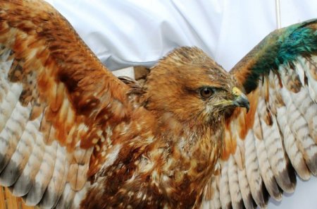 Tedavisi yapılan şahin doğaya salındı