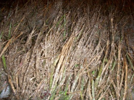 Tekirdağ'da Tipi Ağaçları Dondurdu