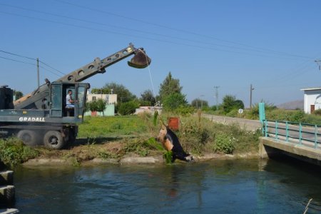 Telef olan inekleri sulama kanalına attılar