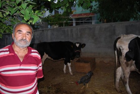 Telef olan inekleri sulama kanalına attılar