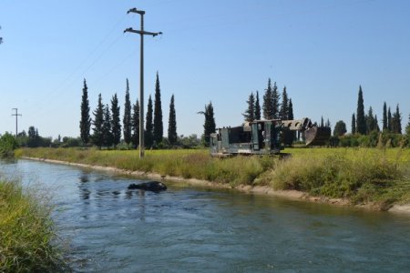 Telef olan inekleri sulama kanalına attılar