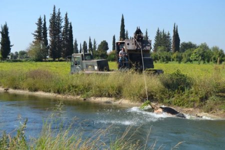 Telef olan inekleri sulama kanalına attılar
