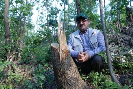 TEMA, orman tahriplerine tepki gösterdi