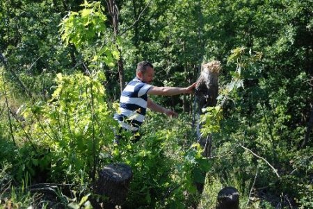 TEMA, orman tahriplerine tepki gösterdi