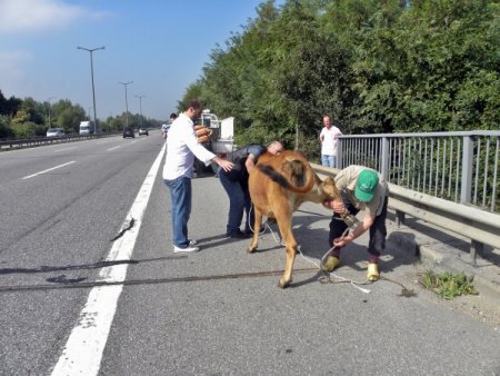 TEM’de kurban yüklü kamyon devrildi, hayvanlar otoyolu birbirine kattı