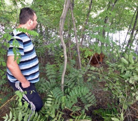 TEM’de kurban yüklü kamyon devrildi, hayvanlar otoyolu birbirine kattı