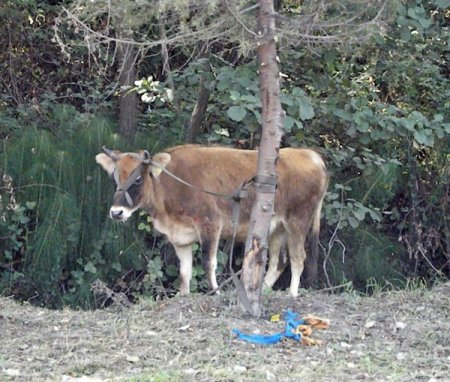 TEM’de kurban yüklü kamyon devrildi, hayvanlar otoyolu birbirine kattı