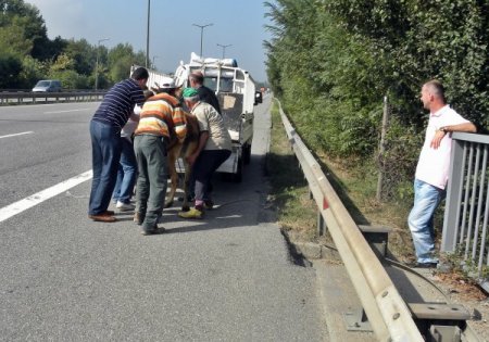 TEM’de kurban yüklü kamyon devrildi, hayvanlar otoyolu birbirine kattı