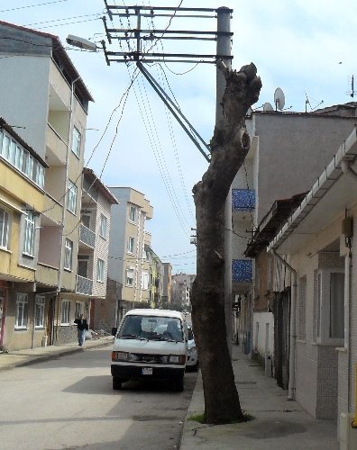 Tepesi kesilen ağaçlar küstü