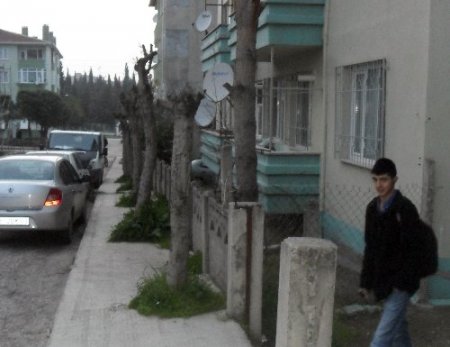 Tepesi kesilen ağaçlar küstü