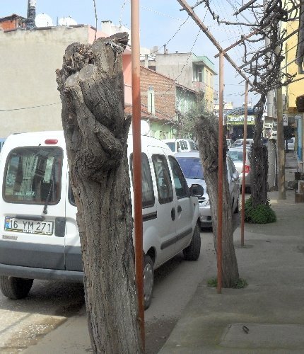 Tepesi kesilen ağaçlar küstü