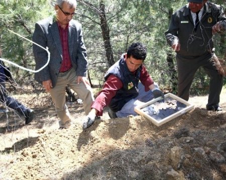 Terminatör böcekler iş başında